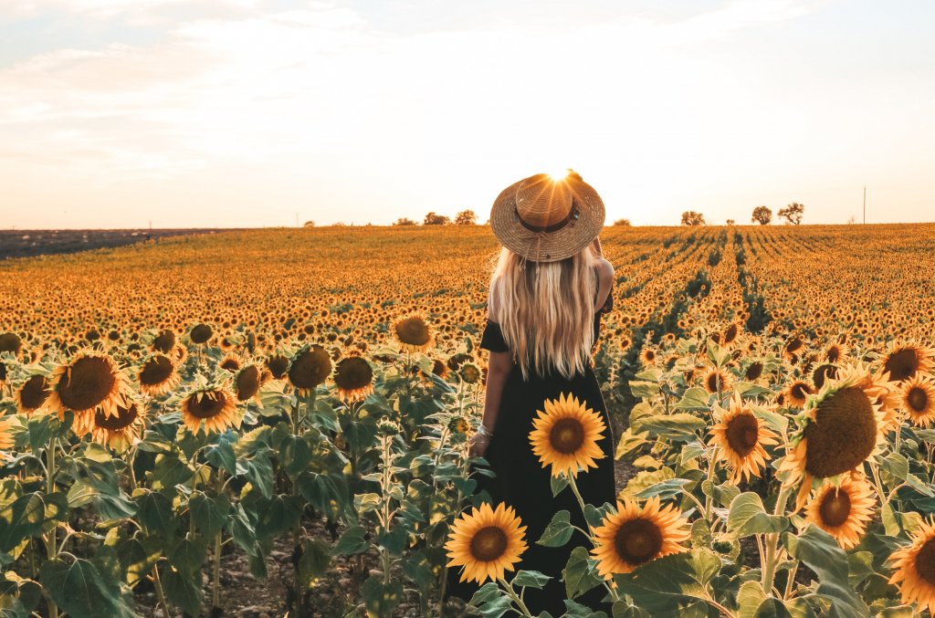 Ma définition du bonheur : les champs de tournesols près de Valensole (2019)